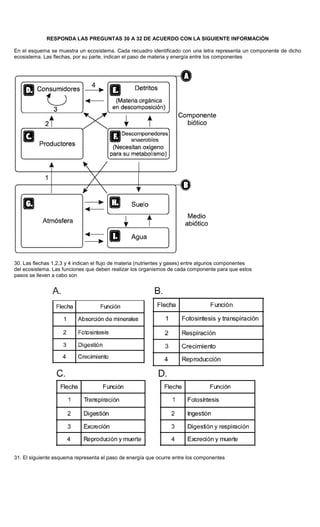 RESPONDA LAS PREGUNTAS 30 A 32 DE ACUERDO CON LA SIGUIENTE INFORMACIÓN
En el esquema se muestra un ecosistema. Cada recuadro identificado con una letra representa un componente de dicho
ecosistema. Las flechas, por su parte, indican el paso de materia y energía entre los componentes
30. Las flechas 1,2,3 y 4 indican el flujo de materia (nutrientes y gases) entre algunos componentes
del ecosistema. Las funciones que deben realizar los organismos de cada componente para que estos
pasos se lleven a cabo son
31. El siguiente esquema representa el paso de energía que ocurre entre los componentes
 