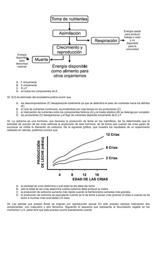A. F únicamente
B. C únicamente
C. D y F
D. en todos los componentes de A
32. Si D es eliminado del ecosistema podría ocurrir que
A. los descomponedores (F) desaparezcan totalmente ya que se detendría el paso de nutrientes hacia los detritos
(E)
B. el ciclo de nutrientes continuara, acumulándose por más tiempo en los productores (C)
C. el intercambio de nutrientes entre los componentes bióticos (A) y el medio abiótico (B) se detenga por completo
D. los productores (C) desaparezcan y el flujo de nutrientes dependa únicamente de E y F
33. La oxitocina es una hormona, que favorece la producción de leche en los mamíferos. Se ha determinado que la
actividad de succión de las crías estimula la producción de esta hormona, de tal forma que cuando las crías paran de
succionar se inhibe la liberación de oxitocina. De la siguiente gráfica, que muestra los resultados de un experimento
realizado en ratones, podemos concluir que
A. la cantidad de crías determina a qué edad se les debe dar leche
B. sólo la edad de las crías determina cuánta oxitocina debe producir la madre
C. la producción de oxitocina aumenta más rápido cuando la hembra tiene camadas más grandes
D. la producción de oxitocina es equivalente cuando se le da leche a pocas crías jóvenes (4 días) a cuando se da
leche a muchas crías avanzadas (12 días)
34. Las plantas que poseen flores se originan por reproducción sexual. En este proceso siempre intervienen dos
componentes: uno masculino y otro femenino. Siguiendo el esquema que representa la fecundación vegetal en los
momentos I y II, usted diría que este proceso ocurre exactamente cuando
Energía usada
para producir
trabajo o calor
y no
disponible
para la
comunidad
Energía
disponible
para
descompo
nedores
 