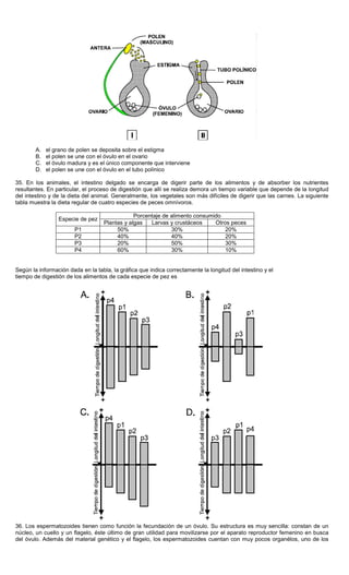 A. el grano de polen se deposita sobre el estigma
B. el polen se une con el óvulo en el ovario
C. el óvulo madura y es el único componente que interviene
D. el polen se une con el óvulo en el tubo polínico
35. En los animales, el intestino delgado se encarga de digerir parte de los alimentos y de absorber los nutrientes
resultantes. En particular, el proceso de digestión que allí se realiza demora un tiempo variable que depende de la longitud
del intestino y de la dieta del animal. Generalmente, los vegetales son más difíciles de digerir que las carnes. La siguiente
tabla muestra la dieta regular de cuatro especies de peces omnívoros.
Porcentaje de alimento consumido
Especie de pez
Plantas y algas Larvas y crustáceos Otros peces
P1 50% 30% 20%
P2 40% 40% 20%
P3 20% 50% 30%
P4 60% 30% 10%
Según la información dada en la tabla, la gráfica que indica correctamente la longitud del intestino y el
tiempo de digestión de los alimentos de cada especie de pez es
36. Los espermatozoides tienen como función la fecundación de un óvulo. Su estructura es muy sencilla: constan de un
núcleo, un cuello y un flagelo, éste último de gran utilidad para movilizarse por el aparato reproductor femenino en busca
del óvulo. Además del material genético y el flagelo, los espermatozoides cuentan con muy pocos organélos, uno de los
 