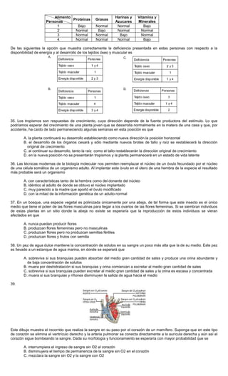 Alimento
Personas
Proteínas Grasas
Harinas y
Azucares
Vitamina y
Minerales
1 Bajo Normal Normal Bajo
2 Normal Bajo Normal Normal
3 Normal Normal Bajo Normal
4 Normal Normal Normal Bajo
De las siguientes la opción que muestra correctamente la deficiencia presentada en estas personas con respecto a la
disponibilidad de energía y al desarrollo de los tejidos óseo y muscular es
35. Los tropismos son respuestas de crecimiento, cuya dirección depende de la fuente productora del estímulo. Lo que
podríamos esperar del crecimiento de una planta joven que se desarrolla normalmente en la matera de una casa y que, por
accidente, ha caído de lado permaneciendo algunas semanas en esta posición es que
A. la planta continuará su desarrollo estableciendo como nueva dirección la posición horizontal
B. el desarrollo de los órganos cesará y sólo mediante nuevos brotes de tallo y raíz se restablecerá la dirección
original de crecimiento
C. al continuar su desarrollo, tanto la raíz como el tallo restablecerán la dirección original de crecimiento
D. en la nueva posición no se presentarán tropismos y la planta permanecerá en un estado de vida latente
36. Las técnicas modernas de la biología molecular nos permiten reemplazar el núcleo de un óvulo fecundado por el núcleo
de una célula somática de un organismo adulto. Al implantar este óvulo en el útero de una hembra de la especie el resultado
más probable será un organismo
A. con características tanto de la hembra como del donante del núcleo
B. idéntico al adulto de donde se obtuvo el núcleo implantado
C. muy parecido a la madre que aportó el óvulo modificado
D. con la mitad de la información genética de un adulto normal
37. En un bosque, una especie vegetal es polinizada únicamente por una abeja, de tal forma que este insecto es el único
medio que tiene el polen de las flores masculinas para llegar a los ovarios de las flores femeninas. Si se siembran individuos
de estas plantas en un sitio donde la abeja no existe se esperaría que la reproducción de estos individuos se vieran
afectados en que
A. nunca puedan producir flores
B. produzcan flores femeninas pero no masculinas
C. produzcan flores pero no produzcan semillas fértiles
D. produzcan flores y frutos con semilla
38. Un pez de agua dulce mantiene la concentración de solutos en su sangre un poco más alta que la de su medio. Este pez
es llevado a un estanque de agua marina, en donde se esperará que
A. sobreviva si sus branquias pueden absorber del medio gran cantidad de sales y produce una orina abundante y
de baja concentración de solutos
B. muera por deshidratación si sus branquias y orina comienzan a excretar al medio gran cantidad de sales
C. sobreviva si sus branquias pueden excretar al medio gran cantidad de sales y la orina es escasa y concentrada
D. muera si sus branquias y riñones disminuyen la salida de agua hacia el medio
39.
Este dibujo muestra el recorrido que realiza la sangre en su paso por el corazón de un mamífero. Suponga que en este tipo
de corazón se elimina el ventrículo derecho y la arteria pulmonar se conecta directamente a la aurícula derecha y aún así el
corazón sigue bombeando la sangre. Dada su morfología y funcionamiento se esperaría con mayor probabilidad que se
A. interrumpiera el ingreso de sangre sin O2 al corazón
B. disminuyera el tiempo de permanencia de la sangre sin O2 en el corazón
C. mezclara la sangre sin O2 y la sangre con O2
 