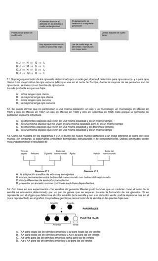 PARENTALES
PLANTAS HIJAS
Amarillo Amarillo
Amarillas Verde
x
A. J ⇒ N ⇒ Q ⇒ L
B. J ⇒ M ⇒ S ⇒ L
C. J ⇒ N ⇒ S ⇒ L
D. J ⇒ M ⇒ Q ⇒ L
11. Suponga que el color de los ojos esta determinado por un solo gen, donde A determina para ojos oscuros, y a para ojos
claros. Una mujer latina de ojos oscuros (AA) que vive en el norte de Europa, donde la mayoría de las personas son de
ojos claros, se casa con un hombre de ojos claros.
Lo más probable es que sus hijos
A. todos tengan ojos claros
B. la mayoría tenga ojos claros
C. todos tengan ojos oscuros
D. la mayoría tenga ojos oscuros
12. Se puede afirmar que no pertenecen a una misma población: un oso y un murciélago; un murciélago en México en
1905 y otro en México en 1997; un oso en México en 1998 y otro en Colombia en 1998. Esto porque la definición de
población involucra individuos
A. de diferentes especies que viven en una misma localidad y en un mismo tiempo
B. de una misma especie que no viven en una misma localidad, pero sí en un mismo tiempo
C. de diferentes especies que viven en una misma localidad y en diferentes tiempos
D. de una misma especie que viven en una misma localidad y en un mismo tiempo
13. Como se muestra en los diagramas 1 y 2, el buitre del nuevo mundo pertenece a un linaje diferente al buitre del viejo
mundo. Sin embargo, al observarlos presentan semejanzas estructurales y de comportamiento. Dichas similitudes serian
mas probablemente el resultado de
A. la adaptación a estilos de vida muy semejantes
B. cruces permanentes entre buitres del nuevo mundo con buitres del viejo mundo
C. ritmos diferentes de evolución y adaptación
D. presentar un ancestro común con líneas evolutivas dependientes
14. Con base en sus experimentos con semillas de guisante Mendel pudo concluir que un carácter como el color de la
semilla se encuentra determinado por un par de genes que se separan durante la formación de los gametos. Si se
representa con A el gen que determina el color amarillo de la semilla y con a el del color verde, podría esperarse que en el
cruce representado en el grafico, los posibles genotipos para el color de la semilla en las plantas hijas sea
A. AA para todas las de semillas amarillas y aa para todas las de verdes
B. AA para todas las de semillas amarillas y Aa o aa para las de verdes
C. Aa tanto para las de semillas amarillas como para las de verdes
D. Aa o AA para las de semillas amarillas y aa para las de verdes
Al intentar alcanzar el
alimento en los árboles el
cuello va alargándose
El alargamiento es
heredado a la siguiente
generación
Jirafas actuales de cuello
largo
Las de cuello largo se
alimentan y reproducen
con mayor éxito
Hay algunos individuos de
cuello un poco más largo
Población de jirafas de
cuello corto
Pico de
zapato Pelicano Cigüeña
Buitre del
nuevo mundo
Diagrama Nº 1
Águila Halcón
Buitre del
nuevo mundo
Diagrama Nº 2
 