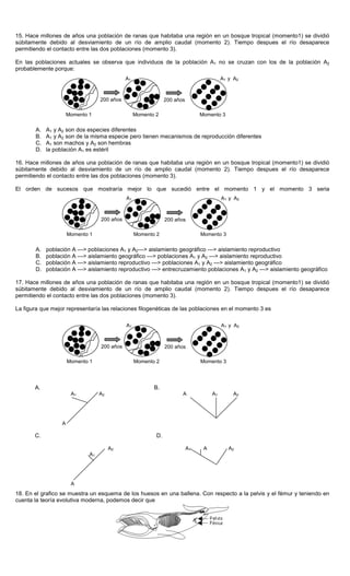 15. Hace millones de años una población de ranas que habitaba una región en un bosque tropical (momento1) se dividió
súbitamente debido al desviamiento de un río de amplio caudal (momento 2). Tiempo despues el río desaparece
permitiendo el contacto entre las dos poblaciones (momento 3).
En las poblaciones actuales se observa que individuos de la población A1 no se cruzan con los de la población A2
probablemente porque:
A. A1 y A2 son dos especies diferentes
B. A1 y A2 son de la misma especie pero tienen mecanismos de reproducción diferentes
C. A1 son machos y A2 son hembras
D. la población A1 es estéril
16. Hace millones de años una población de ranas que habitaba una región en un bosque tropical (momento1) se dividió
súbitamente debido al desviamiento de un río de amplio caudal (momento 2). Tiempo despues el río desaparece
permitiendo el contacto entre las dos poblaciones (momento 3).
El orden de sucesos que mostraría mejor lo que sucedió entre el momento 1 y el momento 3 seria
A. población A ---> poblaciones A1 y A2---> aislamiento geográfico ---> aislamiento reproductivo
B. población A ---> aislamiento geográfico ---> poblaciones A1 y A2 ---> aislamiento reproductivo
C. población A ---> aislamiento reproductivo ---> poblaciones A1 y A2 ---> aislamiento geográfico
D. población A ---> aislamiento reproductivo ---> entrecruzamiento poblaciones A1 y A2 ---> aislamiento geográfico
17. Hace millones de años una población de ranas que habitaba una región en un bosque tropical (momento1) se dividió
súbitamente debido al desviamiento de un río de amplio caudal (momento 2). Tiempo despues el río desaparece
permitiendo el contacto entre las dos poblaciones (momento 3).
La figura que mejor representaría las relaciones filogenéticas de las poblaciones en el momento 3 es
18. En el grafico se muestra un esquema de los huesos en una ballena. Con respecto a la pelvis y el fémur y teniendo en
cuenta la teoría evolutiva moderna, podemos decir que
200 años 200 años
Momento 1 Momento 2 Momento 3
A1 A1 y A2
200 años 200 años
Momento 1 Momento 2 Momento 3
A1 A1 y A2
200 años 200 años
Momento 1 Momento 2 Momento 3
A1 A1 y A2
A. B.
A1 A2 A A1 A2
A
C. D.
A2 A1 A A2
A1
A
 