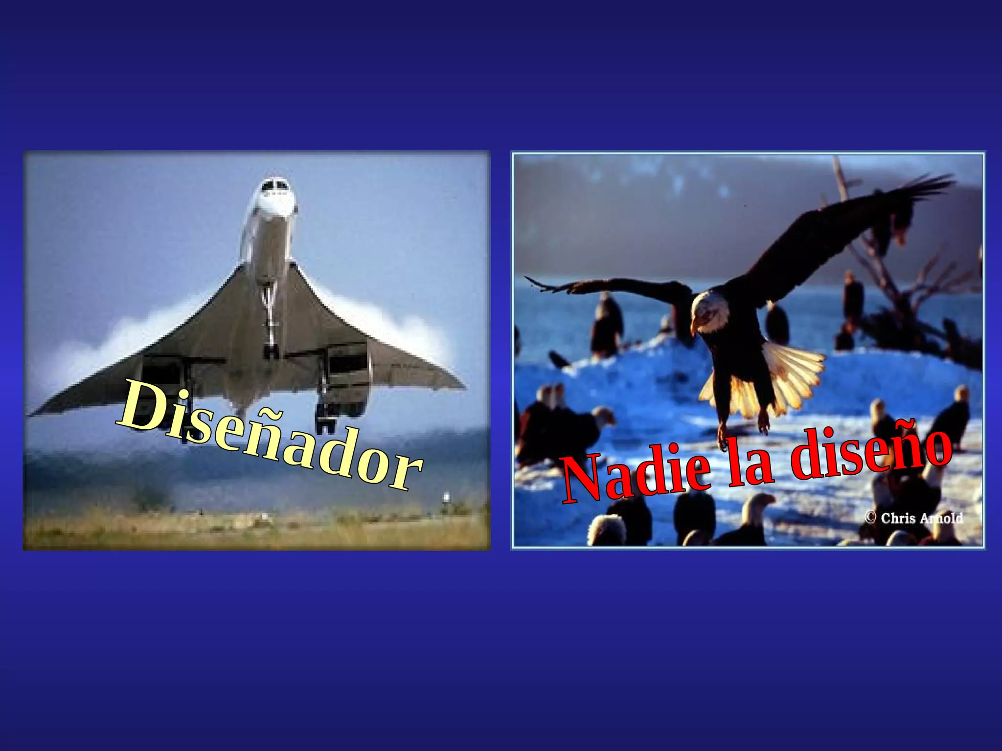 Diseñador Nadie la diseño 