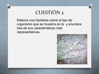 CUESTIÓN 2
Elabora una hipótesis sobre el tipo de
organismo que se muestra en la y enumera
tres de sus características más
representativas.
 