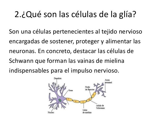 Preguntas y respuestas exposición del cerebro