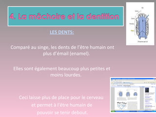 LES DENTS:
Comparé au singe, les dents de l’être humain ont
plus d’émail (enamel).
Elles sont également beaucoup plus petites et
moins lourdes.
Ceci laisse plus de place pour le cerveau
et permet à l’être humain de
pouvoir se tenir debout.
 