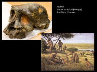 Toumai
Trouvé au Tchad (Afrique)
7 millions d’années