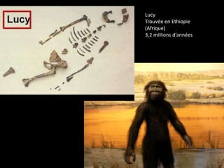 Lucy
Trouvée en Ethiopie
(Afrique)
3,2 millions d’années