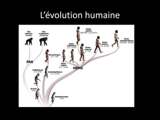 L’évolution humaine