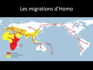 Les migrations d’Homo