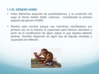 1.1 EL GÉNERO HOMO
 Hubo diferentes especies de australopitecus, y su evolución dio
lugar al Homo habilis (hábil, mañoso), considerada la primera
especie del género HOMO.
 Recibió este nombre porque sus miembros manifestaron por
primera vez en la historia la capacidad para fabricar utensilios a
partir de la modificación de algún objeto lo que lograba tallando
piedras. También disponían de algún tipo de leguaje complejo y
capacidad de reflexión.
 