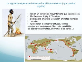 La siguiente especie de homínido fue el Homo erectus ( que camina
erguido)
• Tenían un cerebro de mayor tamaño que su antecesor.
• Medían entre 1,50 y 1,70 metros.
• Su dieta era omnívora y cazaban animales de mayor
• tamaño.
• Aprendieron a conservar el fuego, con las
ventajas que esto suponía ( luz, calor, posibilidad
de cocinar los alimentos, ahuyentar a las fieras…)
 