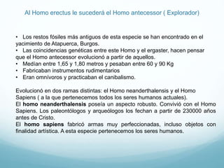 Al Homo erectus le sucederá el Homo antecessor ( Explorador)
• Los restos fósiles más antiguos de esta especie se han encontrado en el
yacimiento de Atapuerca, Burgos.
• Las coincidencias genéticas entre este Homo y el ergaster, hacen pensar
que el Homo antecessor evolucionó a partir de aquellos.
• Medían entre 1,65 y 1,80 metros y pesaban entre 60 y 90 Kg
• Fabricaban instrumentos rudimentarios
• Eran omnívoros y practicaban el canibalismo.
Evolucionó en dos ramas distintas: el Homo neanderthalensis y el Homo
Sapiens ( a la que pertenecemos todos los seres humanos actuales).
El homo neanderthalensis poseía un aspecto robusto. Convivió con el Homo
Sapiens. Los paleontólogos y arqueólogos los fechan a partir de 230000 años
antes de Cristo.
El homo sapiens fabricó armas muy perfeccionadas, incluso objetos con
finalidad artística. A esta especie pertenecemos los seres humanos.
 
