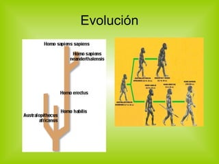 Evolución 