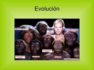 Evolución 
