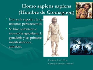 Homo sapiens sapiens (Hombre de Cromagnon) Esta es la especie a la que nosotros pertenecemos. Se hizo sedentario e inventó la agricultura, la ganadería y las primeras manifestaciones artísticas. Estatura: 1,50-1,80 m Capacidad craneal: 1600 cm 3 