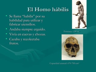El Homo hábilis Se llama “habilis” por su habilidad para utilizar y fabricar utensilios. Andaba siempre erguido. Vivía en cuevas y chozas. Cazaba y recolectaba frutos. Estatura: 1,50 m Capacidad craneal: 670-700 cm 3 