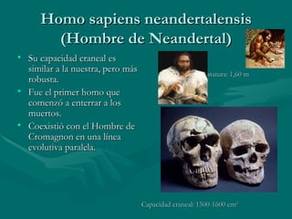 Homo sapiens neandertalensis (Hombre de Neandertal) Su capacidad craneal es similar a la nuestra, pero más robusta. Fue el primer homo que comenzó a enterrar a los muertos. Coexistió con el Hombre de Cromagnon en una línea evolutiva paralela. Estatura: 1,60 m Capacidad craneal: 1500-1600 cm 3 