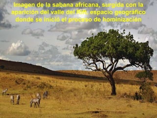 Imagen de la sabana africana, surgida con la aparición del valle del Rift, espacio geográfico donde se inició el proceso de hominización