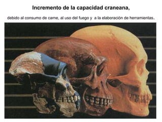 Incremento de la capacidad craneana, debido al consumo de carne, al uso del fuego y  a la elaboración de herramientas.
