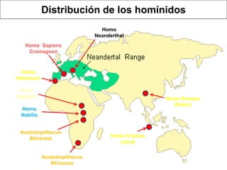 Distribución de los homínidosHomo NeanderthalHomo  Sapiens CromagnonHomo AntecesorHomo ErgasterHomo Erectus (Pekín)Homo HabilisAustralopithecus AfarensisHomo Erectus (Java)Australopithecus Africanus