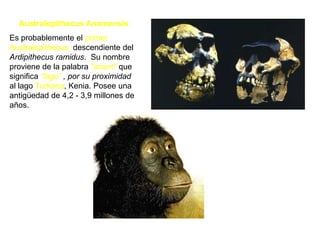 Australopithecus AnamensisEs probablemente el primer Australopithecus, descendiente del Ardipithecus ramidus.  Su nombre proviene de la palabra "anam" que significa “lago” , por su proximidad al lago Turkana, Kenia. Posee una antigüedad de 4,2 - 3,9 millones de años.