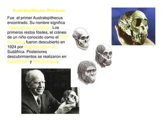 Australopithecus AfricanusFue  el primer Australopithecus encontrado. Su nombre significa “mono del sur de África”. Los primeros restos fósiles, el cráneo de un niño conocido como el niño de Taung, fueron descubierto en 1924 por Raymond Dart  en Sudáfrica. Posteriores descubrimientos se realizaron en Sterkfontein y Makapansgat.