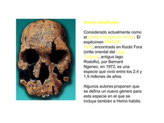 Homo rudolfensisConsiderado actualmente como el primero del género Homo. El espécimen KNM-ER 1470,encontrado en Koobi Fora (orilla oriental del LagoTurkana, antiguo lago Rodolfo), por Bernard Ngeneo, en 1972, es una especie que vivió entre los 2,4 y 1,9 millones de años. Algunos autoresproponen que se defina un nuevo género para esta especie en el que se incluya también a Homo habilis.