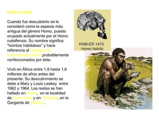 Homo habilisCuando fue descubierto se lo consideró como la especie más antigua del género Homo, puesto ocupado actualmente por el Homo rudolfensis. Su nombre significa "hombre habilidoso" y hace referencia al hallazgo de instrumentos líticos probablemente confeccionados por éste.Vivió en África entre 1,9 hasta 1,6 millones de años antes del presente. Su descubrimiento se debe a Mary y Louis Leakey  entre 1962 y 1964. Los restos se han hallado en Kenia,  en la localidad de Koobi Fora y en Tanzania, en la Garganta de Olduvai.