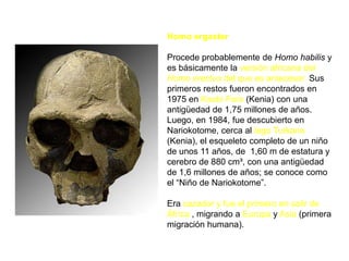 Homo ergasterProcede probablemente de Homo habilis y es básicamente la versión africana del Homo erectus del que es antecesor. Sus primeros restos fueron encontrados en 1975 en Koobi Fora (Kenia) con una antigüedad de 1,75 millones de años. Luego, en 1984, fue descubierto en Nariokotome, cerca al lago Turkana (Kenia), el esqueleto completo de un niño de unos 11 años, de  1,60 m de estatura y cerebro de 880 cm³, con una antigüedad de 1,6 millones de años; se conoce como el “Niño de Nariokotome”. Era cazador y fue el primero en salir de África , migrando a Europa y Asia (primera migración humana).