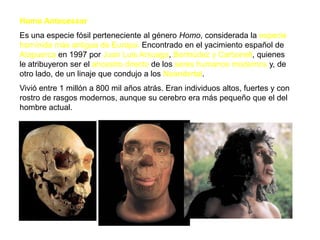 Homo AntecessorEs una especie fósil perteneciente al género Homo, considerada la especie homínida más antigua de Europa. Encontrado en el yacimiento español de Atapuerca en 1997 por Juan Luis Arsuaga, Bermúdez y Carbonell, quienes le atribuyeron ser el ancestro directo de los seres humanos modernos y, de otro lado, de un linaje que condujo a los Neandertal. 	Vivió entre 1 millón a 800 mil años atrás. Eran individuos altos, fuertes y con rostro de rasgos modernos, aunque su cerebro era más pequeño que el del hombre actual. 