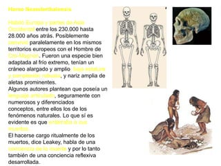 Homo NeanderthalensisHabitó Europa y partes de Asia Occidental entre los 230.000 hasta 28.000 años atrás. Posiblemente convivió paralelamente en los mismos territorios europeos con el Hombre de Cro-Magnon. Fueron una especie bien adaptada al frío extremo, tenían un cráneo alargado y amplio, baja estatura y complexión robusta, y nariz amplia de aletas prominentes. Algunos autores plantean que poseía un lenguaje articulado, seguramente con numerosos y diferenciados conceptos, entre ellos los de los fenómenos naturales. Lo que sí es evidente es que enterraba a sus muertos. El hacerse cargo ritualmente de los muertos, dice Leakey, habla de una conciencia de la muerte y por lo tanto también de una conciencia reflexiva desarrollada. 
