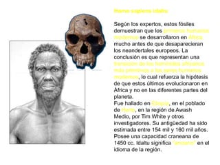 Homo sapiens idaltuSegún los expertos, estos fósiles demuestran que los primeros humanos modernos se desarrollaron en África mucho antes de que desaparecieran los neandertales europeos. La conclusión es que representan una transición de los homínidos africanos más primitivos a los seres humanos modernos, lo cual refuerza la hipótesis de que estos últimos evolucionaron en África y no en las diferentes partes del planeta.Fue hallado en Etiopía, en el poblado de Herto, en la región de Awash Medio, por Tim White y otros investigadores. Su antigüedad ha sido estimada entre 154 mil y 160 mil años. Posee una capacidad craneana de 1450 cc. Idaltu significa "anciano" en el idioma de la región.
