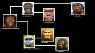 A. africanus                                                 H. habilis



                                                          H. rudolfensis



Autralopithecus afarensis




                                                       P. boisei



                            Paranthropus aethiopicus
                                                                           P. robustus
 