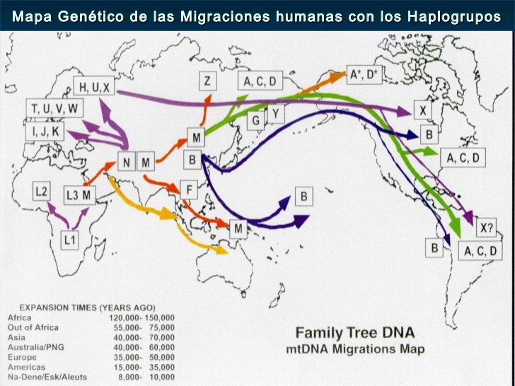 Rutas Que Siguieron Las Primeras Migraciones Humanas