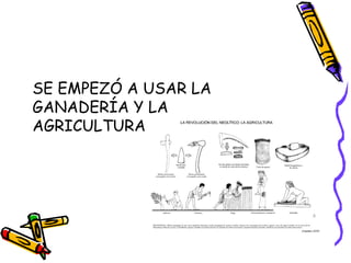 SE EMPEZÓ A USAR LA
GANADERÍA Y LA
AGRICULTURA
 