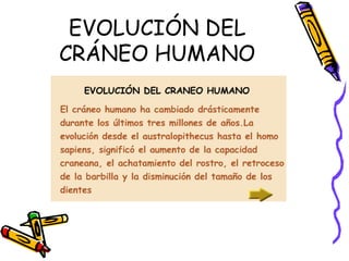 EVOLUCIÓN DEL
CRÁNEO HUMANO
 