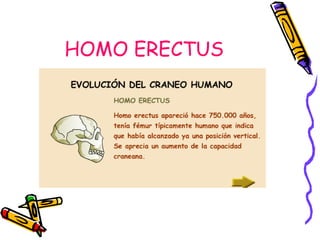 HOMO ERECTUS
 