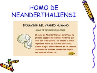 HOMO DE
NEANDERTHALIENSI
 