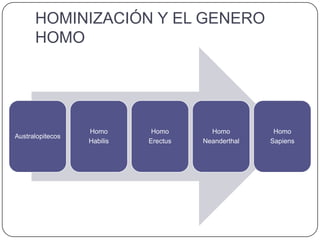 HOMINIZACIÓN Y EL GENERO
HOMO
Australopitecos
Homo
Habilis
Homo
Erectus
Homo
Neanderthal
Homo
Sapiens
 