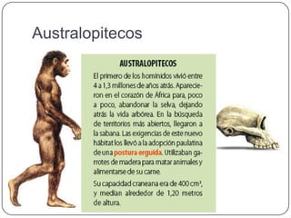 Australopitecos
 