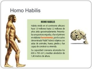 Homo Habilis
 