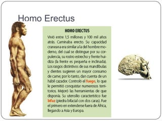 Homo Erectus
 