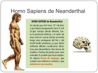 Homo Sapiens de Neanderthal
 