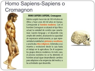 Homo Sapiens-Sapiens o
Cromagnon
 