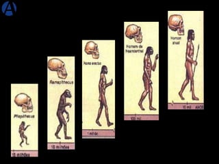 Dados do Mamífero 
Nome: 
Nome Científico 
Australopithecus 
Australopithecus africanus 
Época: 
Plioceno 
Local onde v...