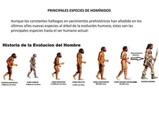 PRINCIPALES ESPECIES DE HOMÍNIDOS
Aunque los constantes hallazgos en yacimientos prehistóricos han añadido en los
últimos años nuevas especies al árbol de la evolución humana, éstas son las
principales especies hasta el ser humano actual:
 