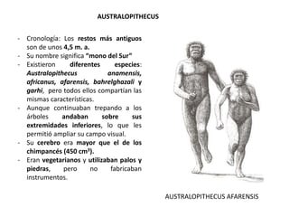 AUSTRALOPITHECUS
- Cronología: Los restos más antiguos
son de unos 4,5 m. a.
- Su nombre significa “mono del Sur”
- Existieron diferentes especies:
Australopithecus anamensis,
africanus, afarensis, bahrelghazali y
garhi, pero todos ellos compartían las
mismas características.
- Aunque continuaban trepando a los
árboles andaban sobre sus
extremidades inferiores, lo que les
permitió ampliar su campo visual.
- Su cerebro era mayor que el de los
chimpancés (450 cm3).
- Eran vegetarianos y utilizaban palos y
piedras, pero no fabricaban
instrumentos.
AUSTRALOPITHECUS AFARENSIS
 