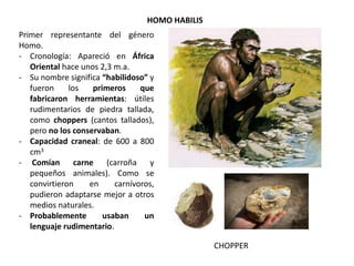 Primer representante del género
Homo.
- Cronología: Apareció en África
Oriental hace unos 2,3 m.a.
- Su nombre significa “habilidoso” y
fueron los primeros que
fabricaron herramientas: útiles
rudimentarios de piedra tallada,
como choppers (cantos tallados),
pero no los conservaban.
- Capacidad craneal: de 600 a 800
cm3
- Comían carne (carroña y
pequeños animales). Como se
convirtieron en carnívoros,
pudieron adaptarse mejor a otros
medios naturales.
- Probablemente usaban un
lenguaje rudimentario.
HOMO HABILIS
CHOPPER
 