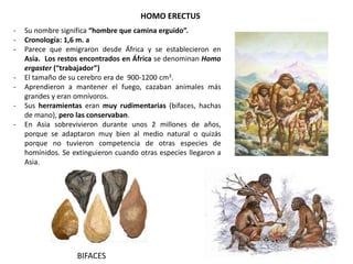 - Su nombre significa “hombre que camina erguido”.
- Cronología: 1,6 m. a
- Parece que emigraron desde África y se establecieron en
Asia. Los restos encontrados en África se denominan Homo
ergaster (“trabajador”)
- El tamaño de su cerebro era de 900-1200 cm3.
- Aprendieron a mantener el fuego, cazaban animales más
grandes y eran omnívoros.
- Sus herramientas eran muy rudimentarias (bifaces, hachas
de mano), pero las conservaban.
- En Asia sobrevivieron durante unos 2 millones de años,
porque se adaptaron muy bien al medio natural o quizás
porque no tuvieron competencia de otras especies de
homínidos. Se extinguieron cuando otras especies llegaron a
Asia.
HOMO ERECTUS
BIFACES
 